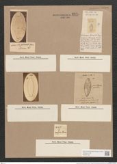 Navicula mutica Kuetz. (de-Toni-Nr.: Genus 1, Species 397) Zeichnungen Sammlung Grunow Nr. 890 (NHMW-BOT-W0367343)